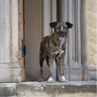 Raune - wartet in 99427 Weimar, Hündin zur Adoption