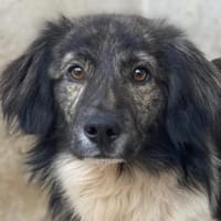 Achilles, geb. 04/2025, 30655 Hannover, Hund zur Adoption