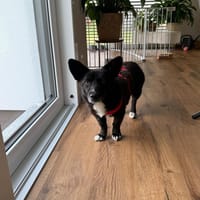 Scar sucht ein liebevolles Zuhause, Hund zur Adoption