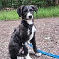 Rex sucht sein Für-immer-Zuhause, Hund zur Adoption