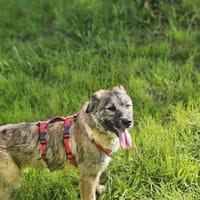Hündin Beja sucht ein Zuhause, Hündin zur Adoption
