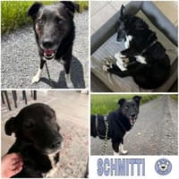 SCHMITTI -liebevoll, ruhig & freundlich-, Hund zur Adoption