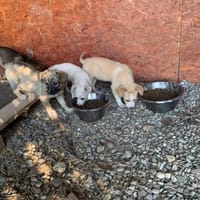 Goldige kleine Racker suchen ihr Glück!, Hund zur Adoption