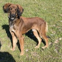 Maximos sucht ein Zuhause, Hund zur Adoption