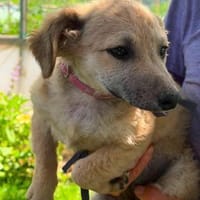 Kleine Lara sucht liebevolle Menschen!, Hündin zur Adoption
