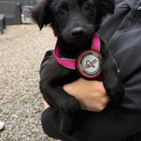 Tonia sucht ihr Für-immer-Zuhause 🐾😍, Hündin zur Adoption