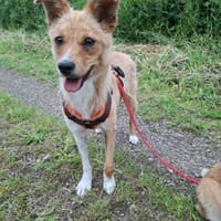 Glücksgefühl gesucht für Tammy, Hündin zur Adoption
