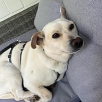 Candle sucht ein liebevolles Zuhause, Hündin zur Adoption