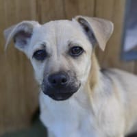 Welpenjunge RIAD, Hund zur Adoption