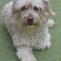 Kleine CHANEL verträglich & lieb, Hündin zur Adoption