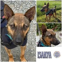 ISANYA * genügsamer Schatz, Hündin zur Adoption