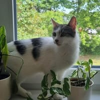 Atos sucht sein Zuhause ð¡, Kater zur Adoption