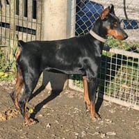 Zara - Jung, aktiv und lebensfroh, Hündin zur Adoption