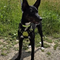 Süße MIMI möchte dein Herz erobern, Hündin zur Adoption
