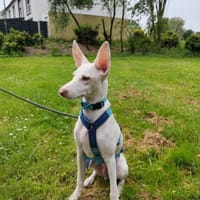 Schmusebär POGACAR sucht Kuschelplatz, Hund zur Adoption