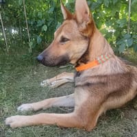 SHIWA - Junghündin, Malinois-Mix, 50 cm, Hündin zur Adoption