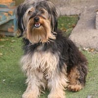 Unser Schnuckelchen TOBY, Hund zur Adoption