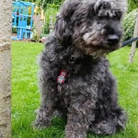 Zauberhafte, kinder- & katzenliebe Tilda, Hündin zur Adoption
