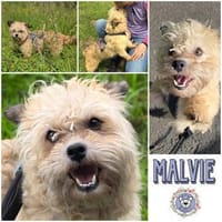 Malvie * kleine Gute-Laune-Botschafterin, Hündin zur Adoption
