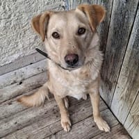 liebenswerter FRENKI erlebte die Hölle, Hund zur Adoption