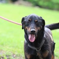 Babo sucht seine Menschen...., Hund zur Adoption