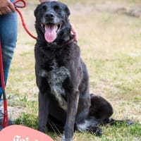 💙Csini  - verträglich, sehr lieb💙, Hündin zur Adoption