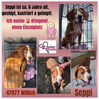 💙 Seppi 💙 sucht seine Menschen, Hund zur Adoption