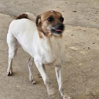 Hanna- ein kluges und lebensfrohes Mädel, Hündin zur Adoption