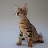 Agnes, fröhliches Tigermädchen, ca. 1 J., Katze zur Adoption