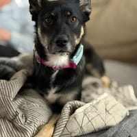 Dreibeinchen Ayka❤ sucht ihr Zuhause, Hündin zur Adoption