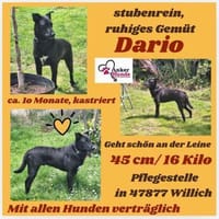 💙Dario💙 sucht seine Familie, Hund zur Adoption