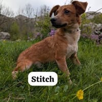 Stitch wurde herzlos ausgesetzt, Hund zur Adoption