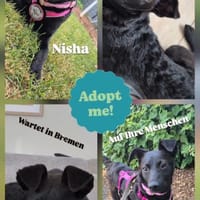 Nisha sucht ihr Für-Immer-Zuhause 💖, Hündin zur Adoption