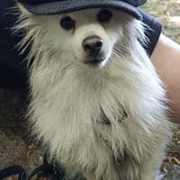RoniDer Hund, auf den du gewartet hast, Hund zur Adoption