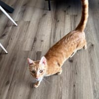 Portokaloulis, sozialer Rot-Tiger, ca.4J, Kater zur Adoption