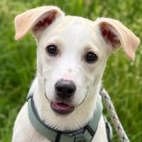 Goldiger Bibbo sucht Zuhause, Hund zur Adoption