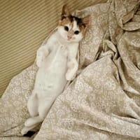Electra, dreifarbige Glückskatze,ca.10 M, Katze zur Adoption