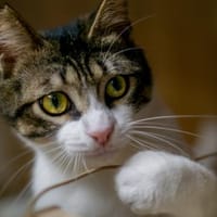 Tiny, lebenslustiger Herzensbrecher, 1 J, Kater zur Adoption