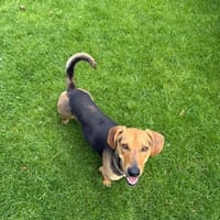 Marsall SI - Kleiner Dackel, Hund zur Adoption