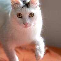 Ibis, langhaariger Kuschelkater, 1 J., Kater zur Adoption