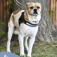 💙Samu SI - unsicher, noch schüchtern💙, Hund zur Adoption