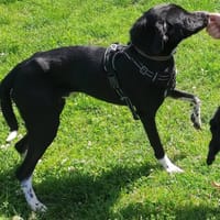 BOUNTY QCN, chien à adopter