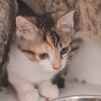 FUNAMBULY, chatte à adopter