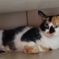 GAIA réservée, chatte à adopter