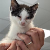 DANAE, chatte à adopter