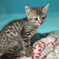 Dixon, chat à adopter