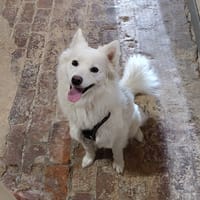 FRIMOUSSE, chienne à adopter