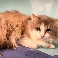Alba, chatte à adopter