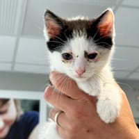 JASON, chat à adopter