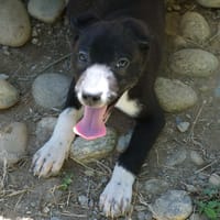 toby, chien à adopter